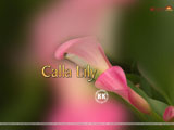 Calla Lilly Wallpaper